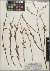 Foto von Salix pseudocordata Andersson